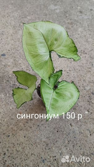 Комнатные растения