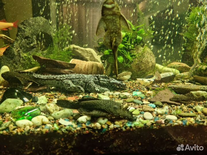 Сомики анциструсы