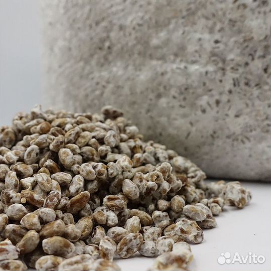 Мицелий Вешенки