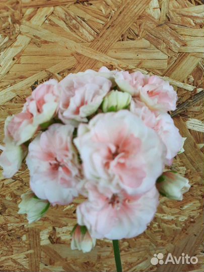 Сортовые пеларгонии