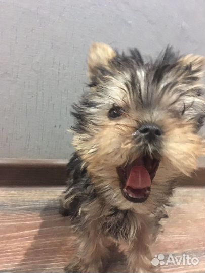 Йоркширский терьер mini