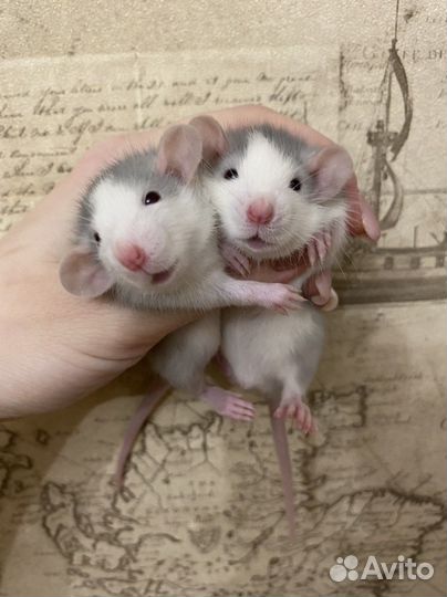 Ручные Крысята дамбо.Много окрасов