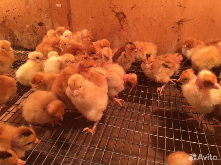 Бройлер кобб 500 и цветной бройлер