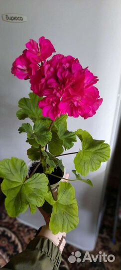 Герань пеларгония