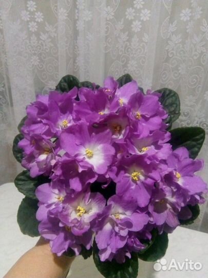 Цветы