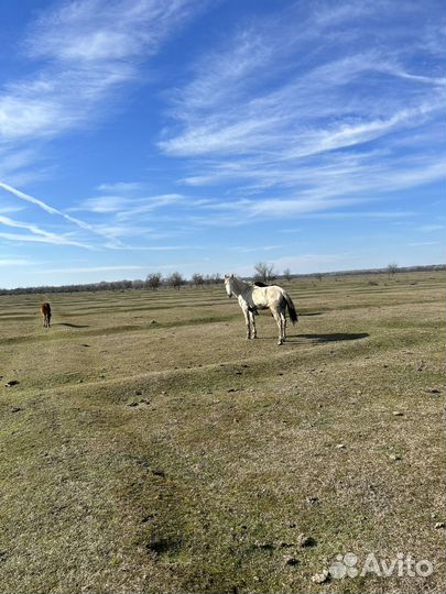 Лошадь жеребец