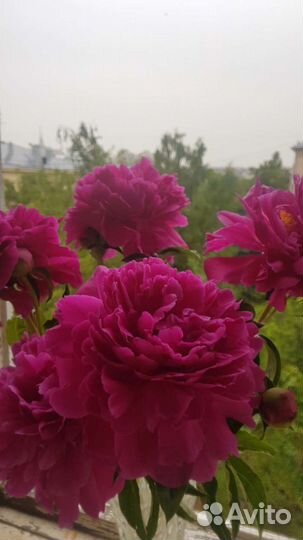 Пионы рассада
