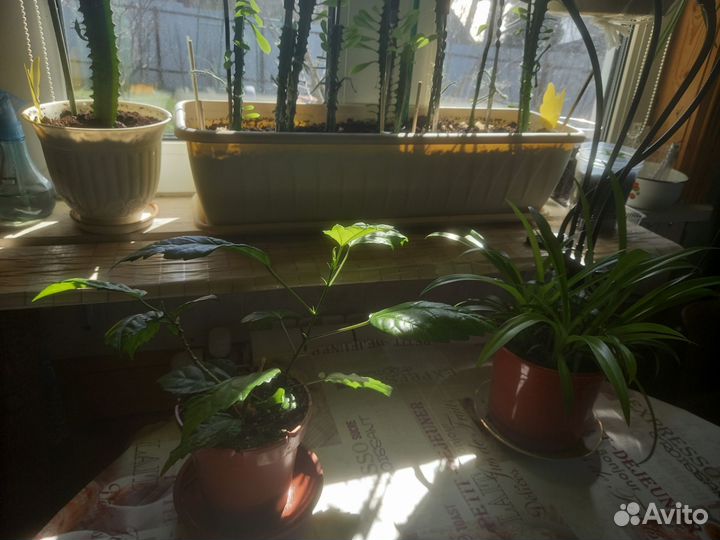 Китайская роза и другие комнатные цветы