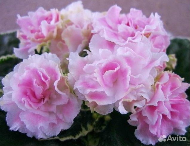 Детки сортовых фиалок Часть 1