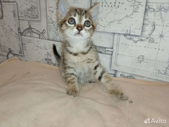 Котёнок ищет дом