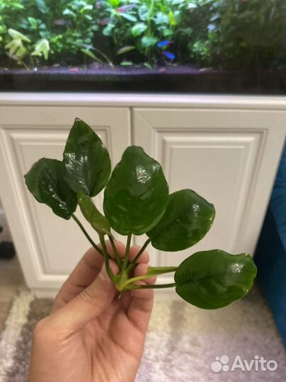 Аквариумные растения