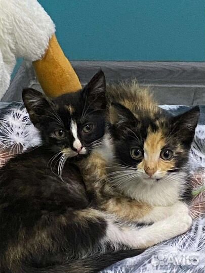 Пёстрым малышкам нужен дом