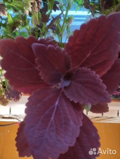 Цветы комнатные