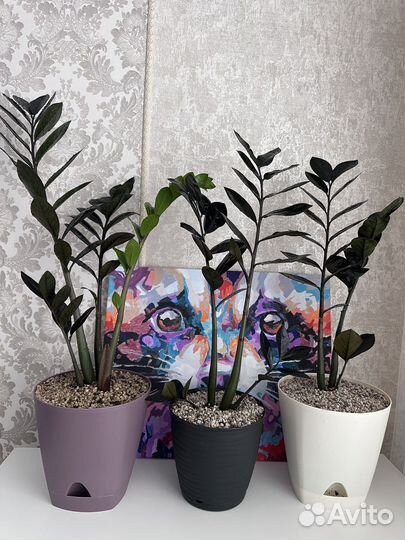 Замиокулькас Black raven (блэк равен)