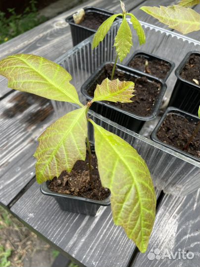 Саженцы дуба красного (канадского)