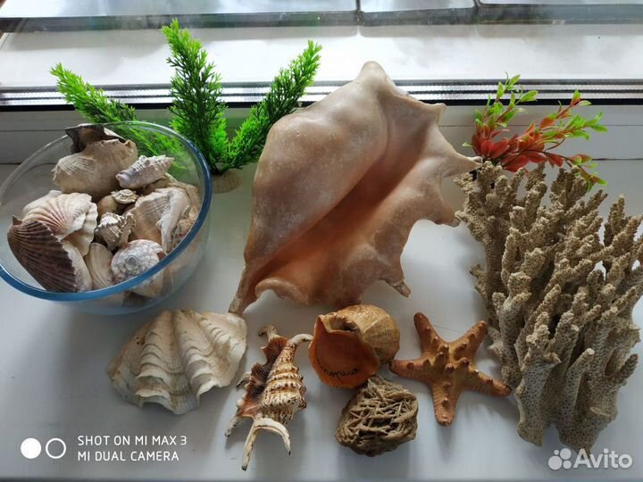 Набор морские кораллы и ракушки для аквариума