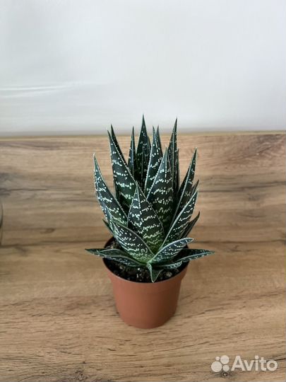 Суккуленты для флорариумов. Домашние цветы