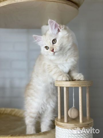 Сибирский котенок. Сибирские котята объявление продам