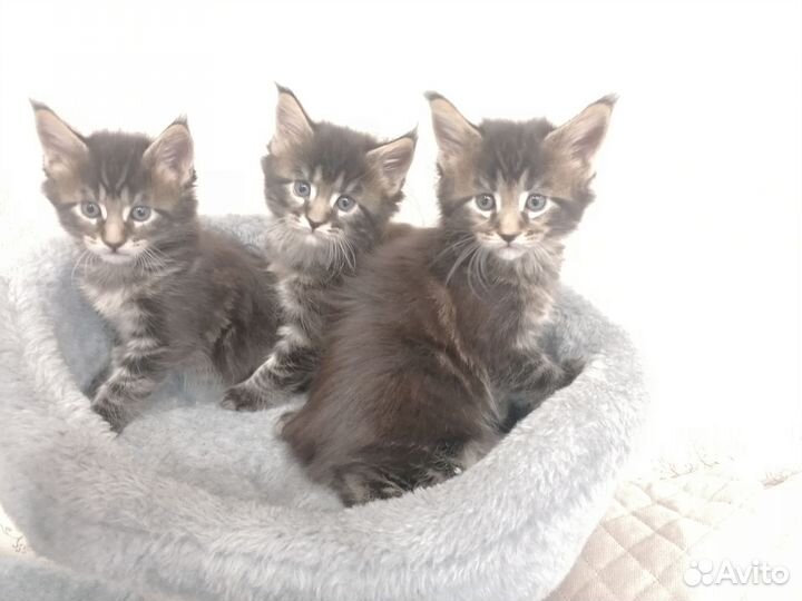 Чистокровные котята Мейн-кунята:)