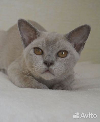 Бурманская порода Бурманский котик объявление продам