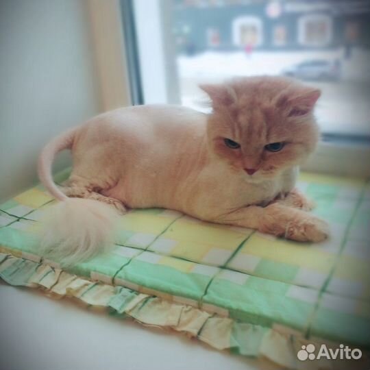 Стрижка кошек(Грумер)