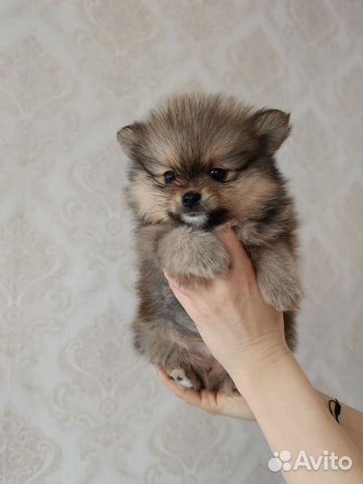 Щенки шпица