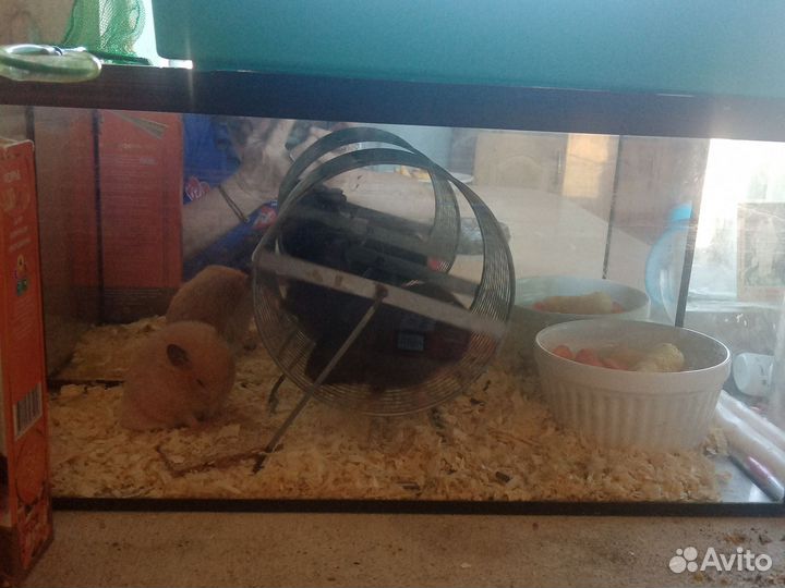 Сирийский хомяк