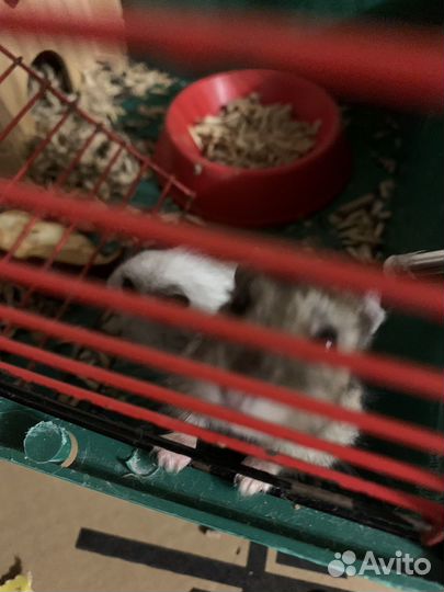 Джунгарский хомяки