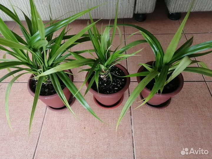 Пальма Панданус, пальма Трахикарпус, герань