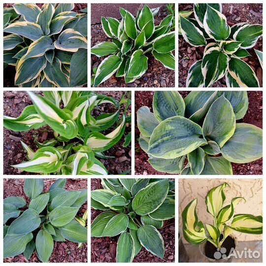 Хосты сортовые