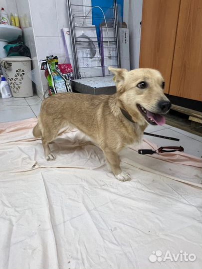 Собака в добрые руки