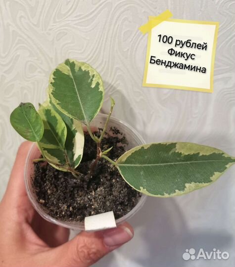 Комнатные растения