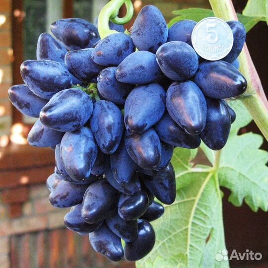 2х летние саженцы винограда