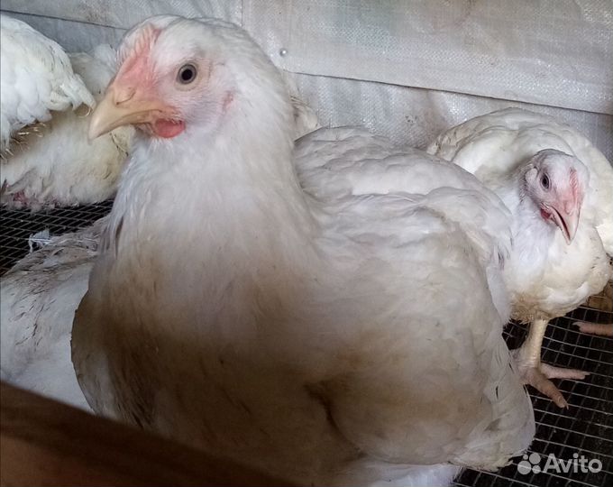 Мясо курицы бройлер домашней