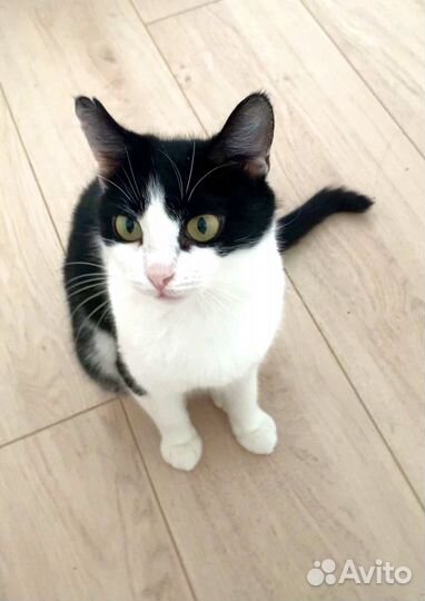 Кошечка «инь-янь», 6 мес, стерилизована