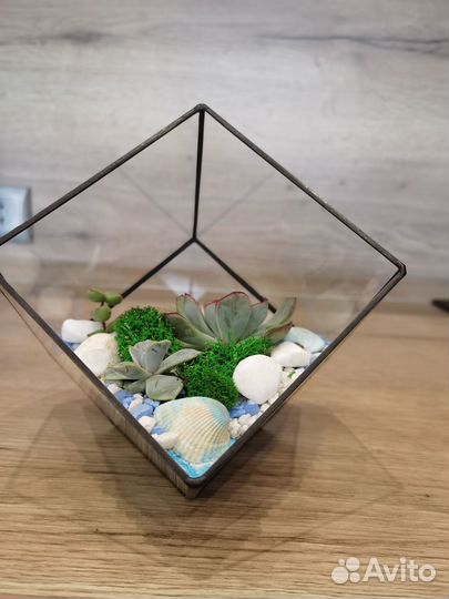 Флорариум «Куб» с живыми растениями (суккулентами)