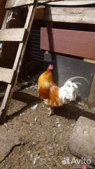 Петух бойцовый