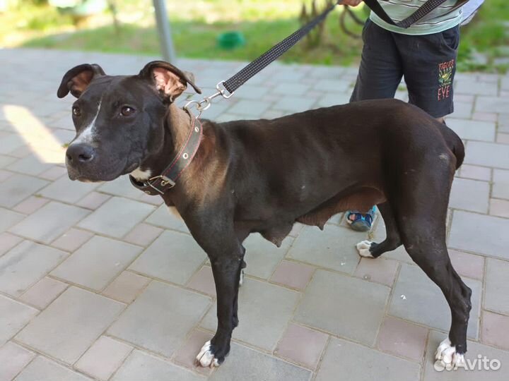 Пит в добрые руки