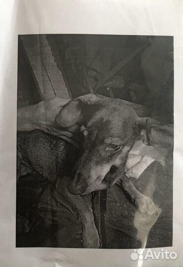 Найдена потеряшка такса