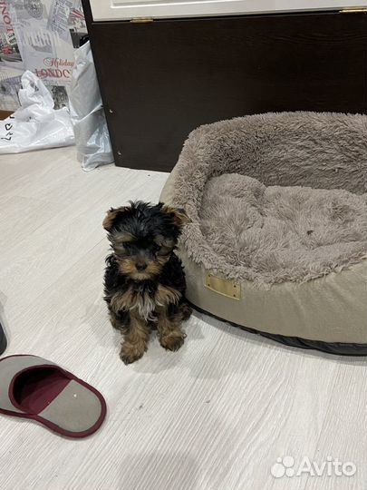 Йоркширский терьер