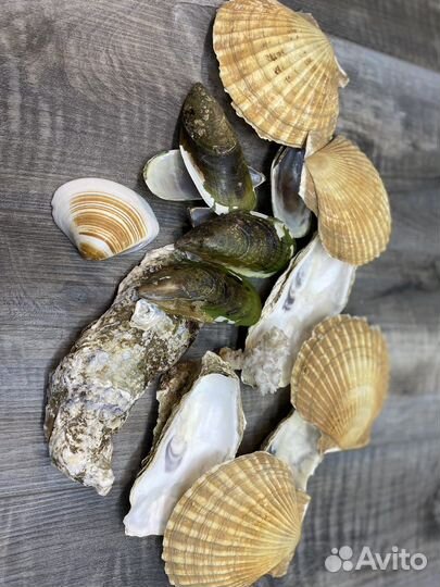 Большие Ракушки пакетом