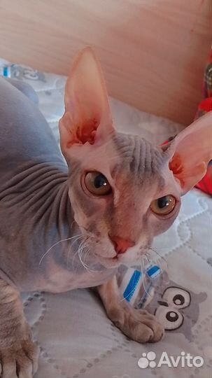 Сфинкс девочка