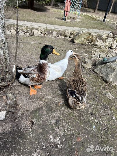 Утята Гусята муларды индоутки башкирки