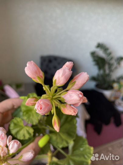 Пеларгония герань сортовая