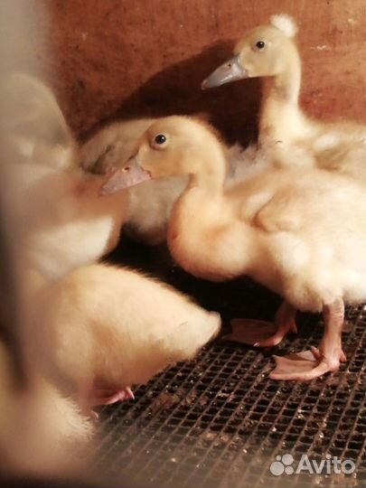 Копчёное мясо вьетнамских свиней