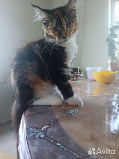 Котята мейнкуна