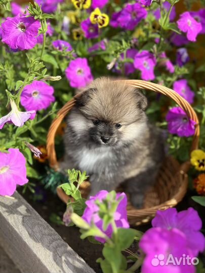 Щенки шпица