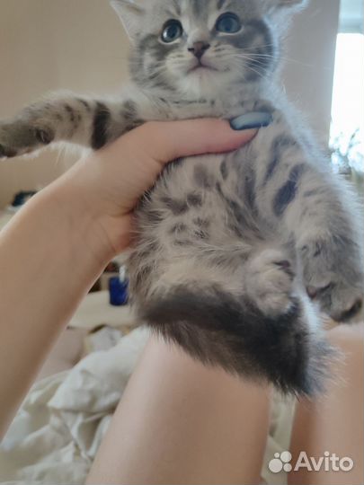 Британская кошка бесплатно