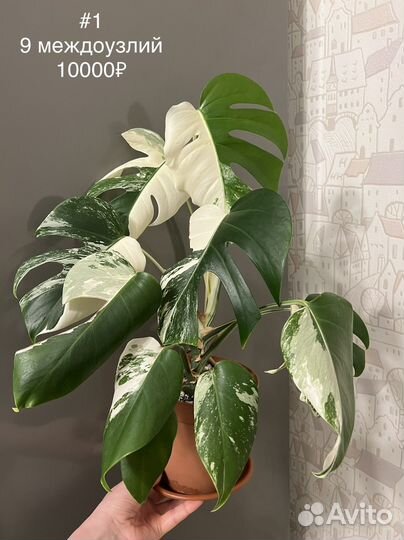 Монстера alba делициоза большая
