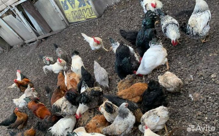 Петухи молодые домашние 700 за 1 шт